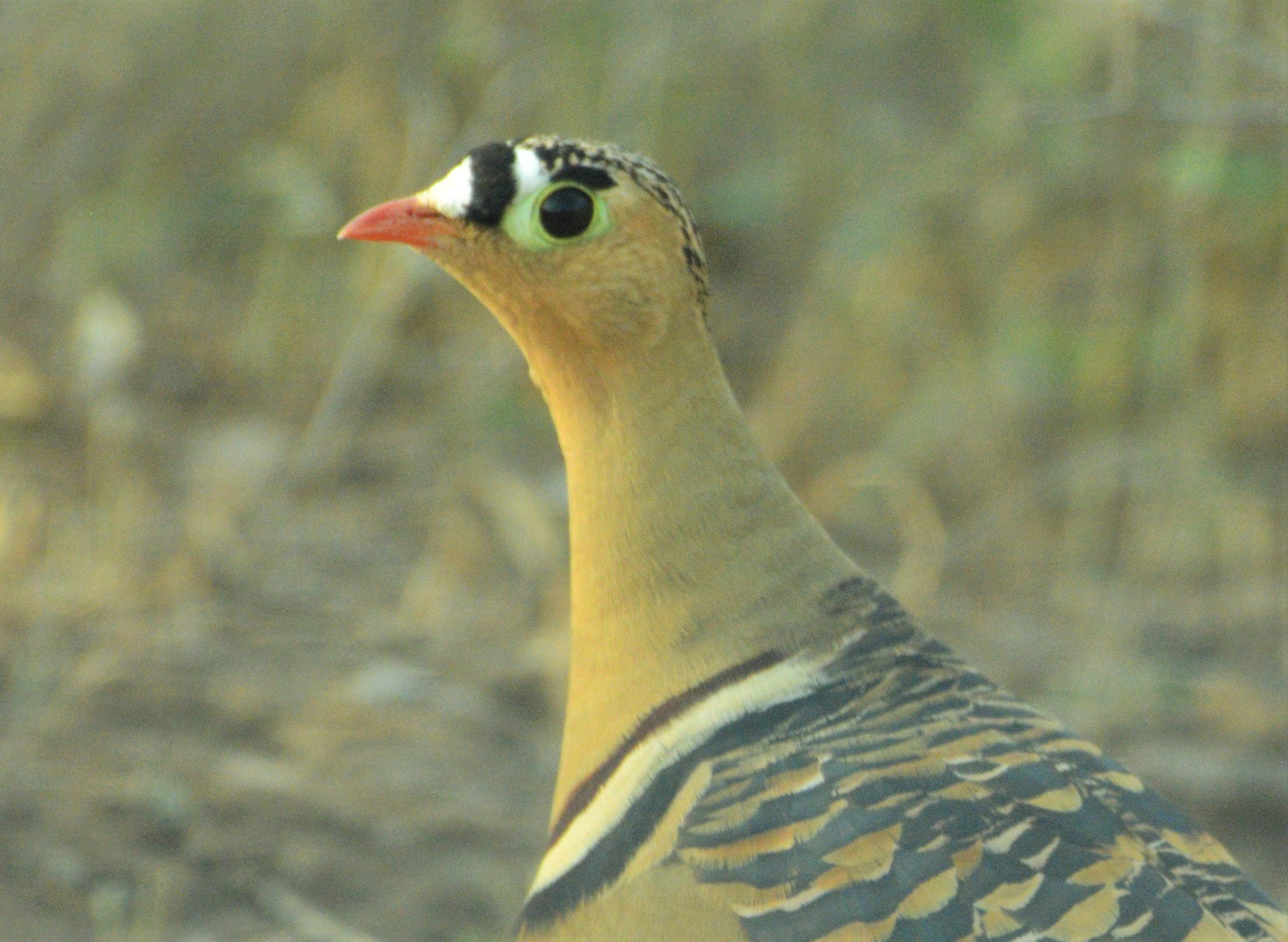 Painted Sandgrouse